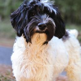 Cassini - Black and white female Aussiedoodle puppy in Centreville, Mississippi from Trin's Designer Doodles