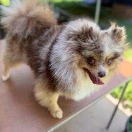 Sunny - Chocolate merle male Pomeranian puppy in Wyandotte, Michigan from FAITHOPELOVE POMS KENNELS