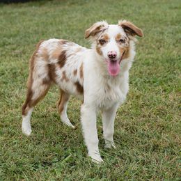 Australian Shepherds from Authentic Aussies
