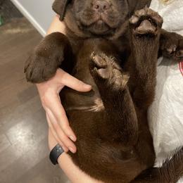 Labrador Retriever Puppies from Tag Hollow