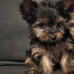 Chloe - Blue and gold female Yorkshire Terrier puppy in Ocala, Florida from Top Notch Pupz