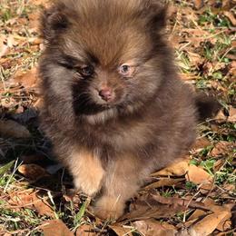 Cherokee pup 2 - Chocolate and tan male Pomeranian puppy in Carrollton, Georgia from B AND R'S POMERANIAN'S