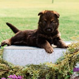 Girl 3 - Sable German Shepherd puppy in Princeton, West Virginia from Bright Haus German Shepherds