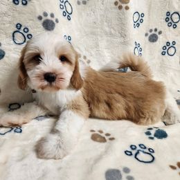 Harry - Gold and white male Tibetan Terrier puppy in Lane County, Oregon from Zara Tibetan Terriers