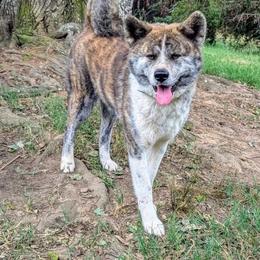 Bindi - Brindle female Japanese Akitainu puppy in South Carolina from Sierra Mountain Akitas