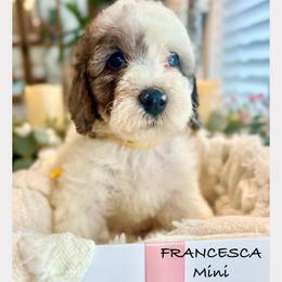 FRANCESCA - Parti female Goldendoodle puppy in Houston, Texas from Pia’s Doodle Poodle Wag