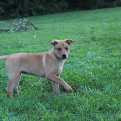 Carolina Dog Puppies from Williams Sweet Carolina