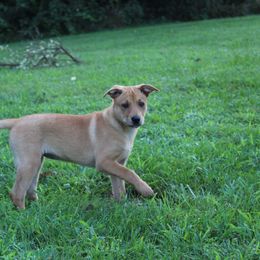 Carolina Dog Puppies from Williams Sweet Carolina