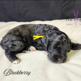 Blackberry - Black female Cockapoo puppy in Mancelona, Michigan from Lavender poodles & doodles