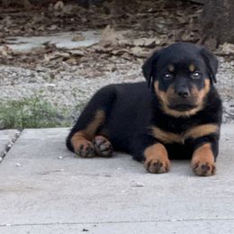 Rottweiler Puppies from Cross Creek Rottweilers