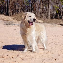 Cash - Golden Retriever