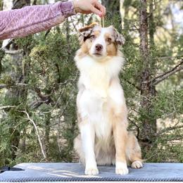 Berry - Miniature American Shepherd