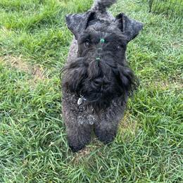 Pickles - Kerry Blue Terrier