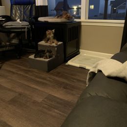 Yorkshire Terrier Puppies from Missy Lu Lap Puppies