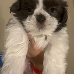 Shih Tzu Puppies from Wood Foo Breeders