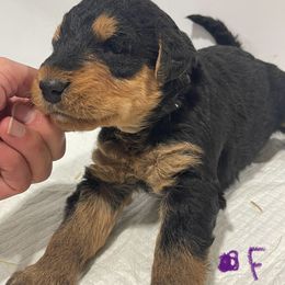 Purple - Black and tan female Airedale Terrier puppy in Castle Rock, Washington from Seaquest Airedales