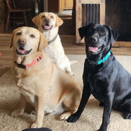 Labrador Retrievers from Reeds Sunset Acres