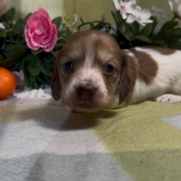 Girl 3 - Piebald female Dachshund puppy in Alice, Texas from Crimson’s longhair Dachshunds