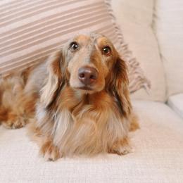 Toffee - Dachshund