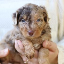 Lorelai - Red merle female Aussiedoodle puppy in Orleans, Indiana from Mae Blossom Puppies