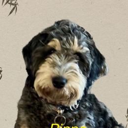 Goldendoodles from Gilbert Az Doodles