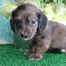 Behr - Dapple male Dachshund puppy in Pace, Florida from Shoebox Doxie’s