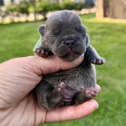 Diana - White and brindle female French Bulldog puppy in Willis, Texas from Grandiose Frenchies