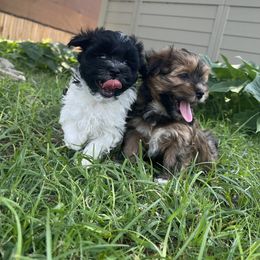 Black and White Parti Male - Black and white male Havanese puppy in Monahans, Texas from Homeward Havanese, LLC