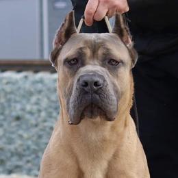 Brussels Griffon and Cane Corso All Grown Up from Icon Cane Corso