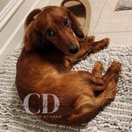 Dachshund Puppies from Camacho_Dachshunds