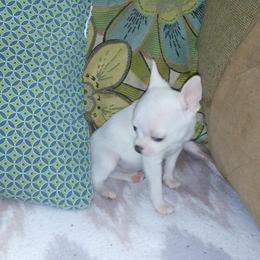 Chihuahua Puppies from Chilove Chihuahuas