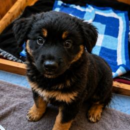 Australian Shepherd Puppies from McElroy Homestead Austrailian Shepherds