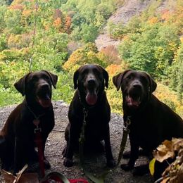 Dilute Retrievers and Labrador Retrievers from Crossed Pistols Labs