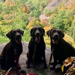Dilute Retrievers and Labrador Retrievers from Crossed Pistols Labs