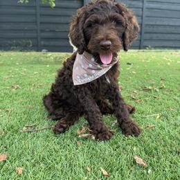 Morel - Orange Collar - Chocolate female Goldendoodle puppy in Garland, Texas from Twilight Doodles