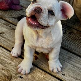 Ephraim - Cream male French Bulldog puppy in Greenfield, Missouri from Hope Mountain French Bulldogs