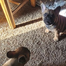 French Bulldog Puppies from 4 Leaf Frenchies