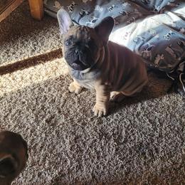 French Bulldog Puppies from 4 Leaf Frenchies