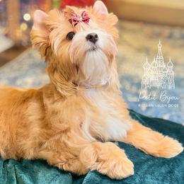 Biewer Terrier and Russian Salon Dog Puppies from Petit Bijou