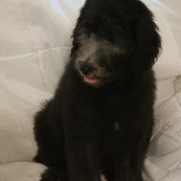 Goldendoodle Puppies from Country Pups Doodles