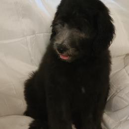 Goldendoodle Puppies from Country Pups Doodles