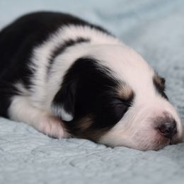 Australian Shepherd Puppies from Indigo Grove Aussies