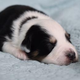 Australian Shepherd Puppies from Indigo Grove Aussies