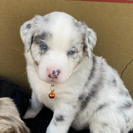 Australian Shepherd Puppies from Kent island Aussies