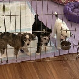 Chinese Crested puppies from Carrera Chinese Cresteds