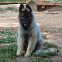 Red collar - Silver and black male Belgian Tervuren puppy in South Point, Ohio from Aftershock Belgians