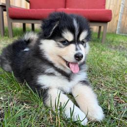 Woodrow Call - Black and white male Pomsky puppy in Blue Earth, Minnesota from Blue Sky Pomsky