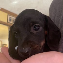Dexter - Black and tan male Dachshund puppy in Pennsville, New Jersey from Bay Acres Dachshunds
