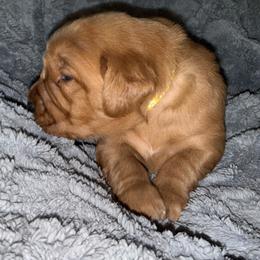 Yellow Girl - Golden female Golden Retriever puppy in Rockwell, North Carolina from KnL Golden Acres