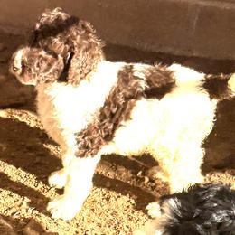 Apple - Parti female Poodle puppy in Meadowbrook, California from Standard Poodle Pups